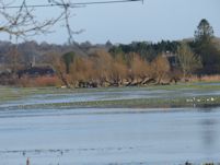 Lapwing on the receding flood water