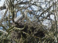 Grey heron at the nest