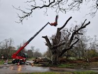 Dismantling a large oak