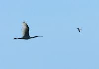 Spoonbill in flight