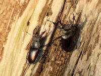 stag Beetles