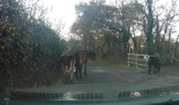 Ponies at the cattle grid