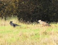Raven and Marsh Harrier