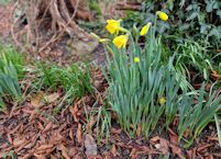 First daffodils