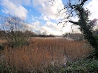 Reedbed floods