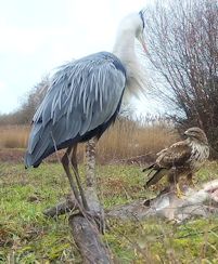 Heron and Buzzard