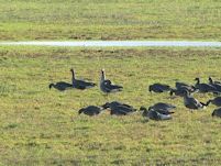 White-fronted Geese