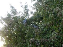 Malus hupehensis