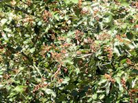 Whitebeam