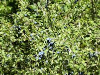 Sloes