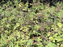 Dead blackberries