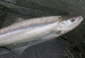 Fresh Springer