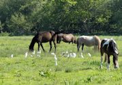 Cattle Egrets