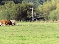 Cattle Egret