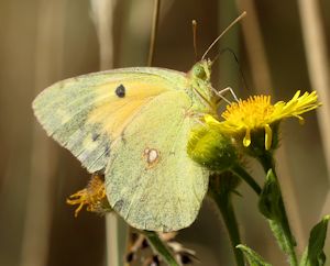 Clouded Yellow