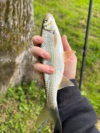 Dace