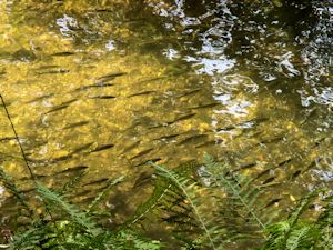 Dace