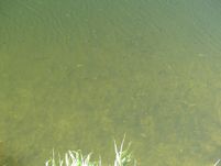 Dace shoal