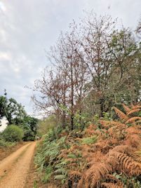 Dutch Elm disease