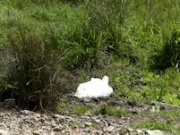 Dead swan