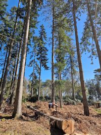 Removing dangerous trees