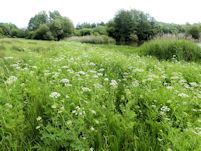 Dropwort stand