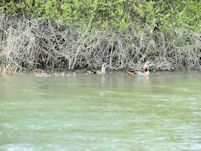 Egyptian Goose brood