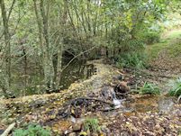 Beaver dam