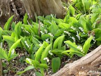 Lily of the Valley