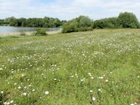Wild flower meadow