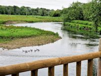 Two Goosander broods