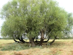 Willow pollards