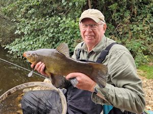 Male tench