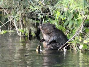 Beaver kit