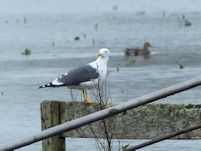 Lesser Black-backed Gull