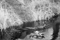A pair of MAndarin Ducks