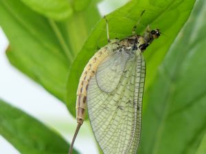 Mayfly