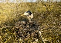Grey heron brood