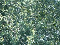 Night Heron