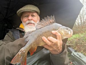 Three pound perch