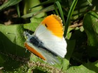 Orange Tip