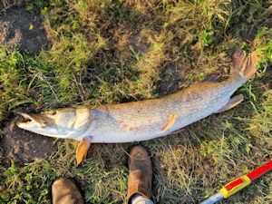 Large pike