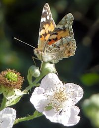Painted Lady