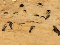Sand martin