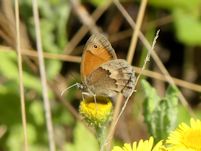 Small Heath