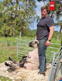 Shearing a ram