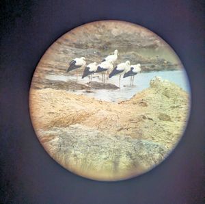 White Storks