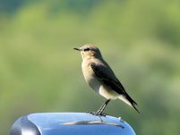 Wheatear